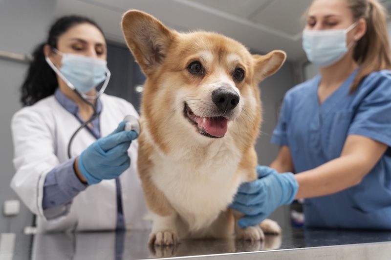 Veterinarians focusing entirely on a happy Corgi's checkup in a paperless(online form) clinic environment